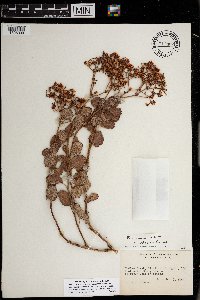 Eriogonum corymbosum image