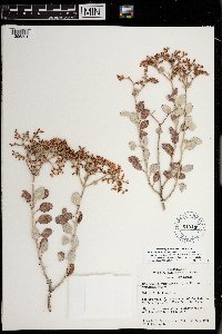 Eriogonum corymbosum image