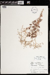 Eriogonum corymbosum image