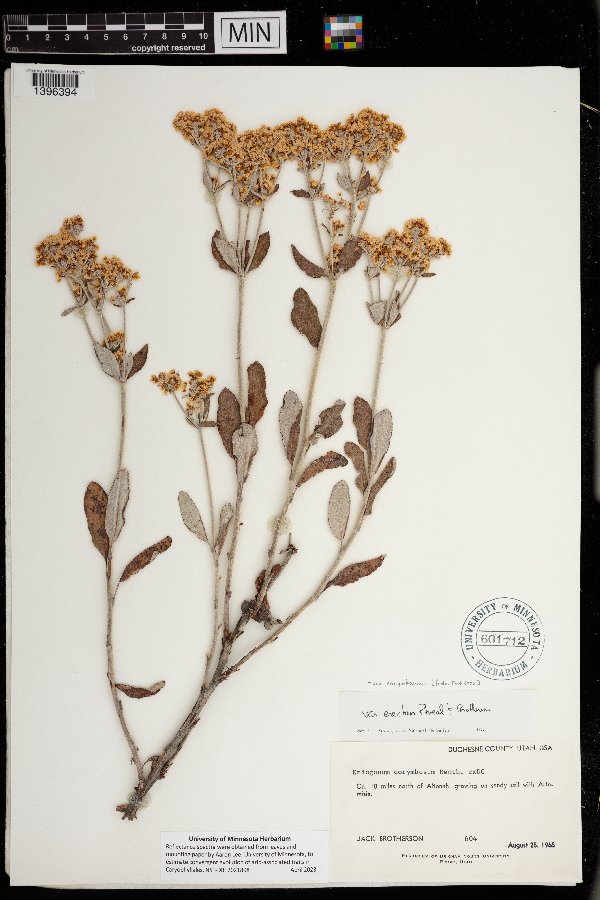 Eriogonum corymbosum image