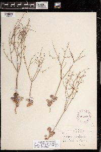 thumbnail image of current specimen