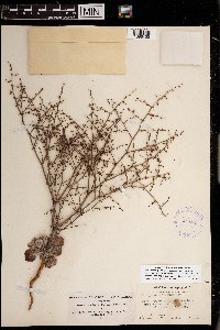 Eriogonum deflexum image