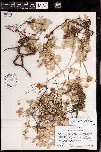 thumbnail image of current specimen
