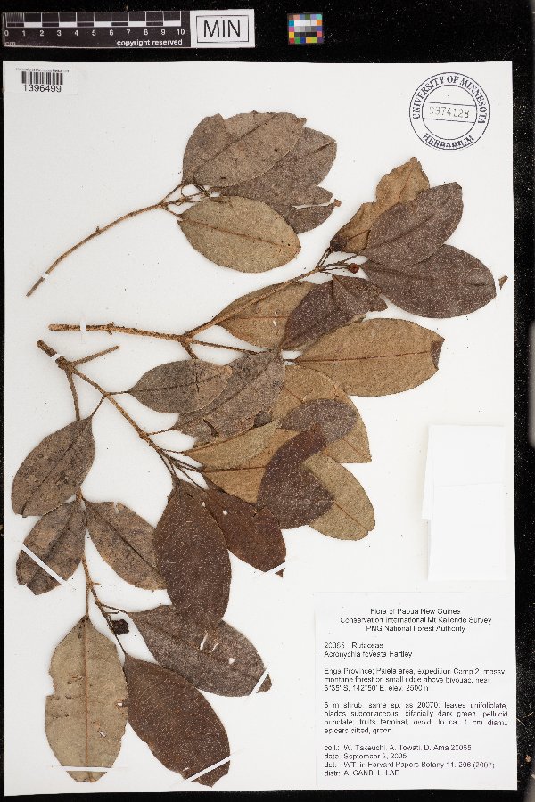 Acronychia foveata image