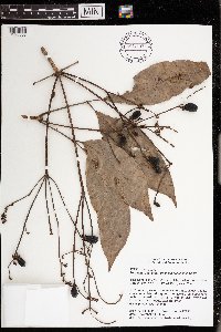 Image Associated With the Occurrence