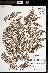 Alsophila microphylloides image