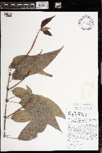 Image Associated With the Occurrence