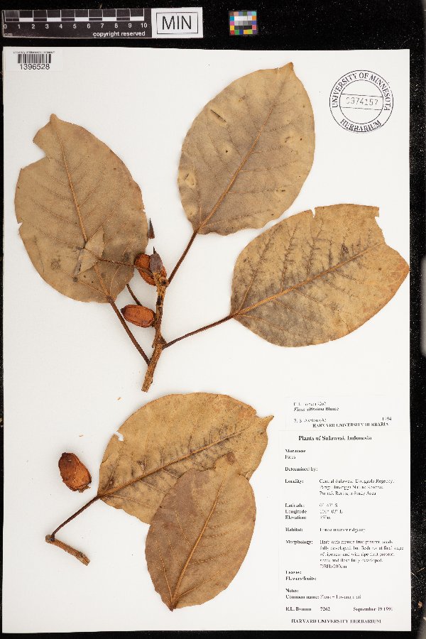 Ficus altissima image