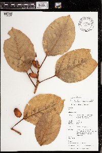 Media resource of Ficus altissima