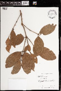 Gynotroches axillaris image