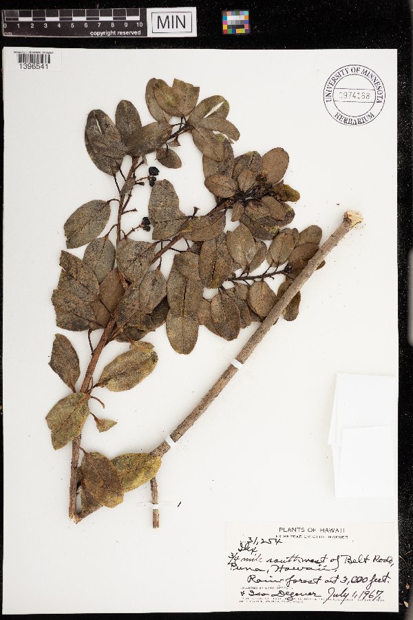 Aquifoliaceae image