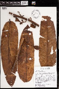 Image of Horsfieldia pulverulenta