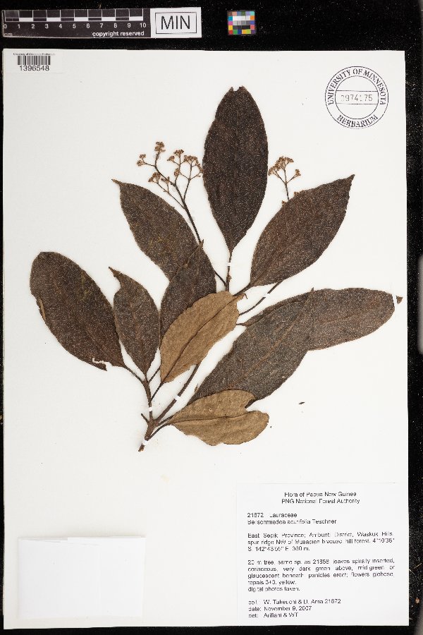 Beilschmiedia acutifolia image