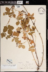 Rubus pensilvanicus image