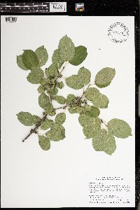 Rhamnus cathartica image