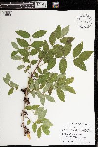 Zanthoxylum americanum image