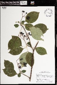 Cornus alternifolia image