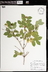 Lonicera morrowii image