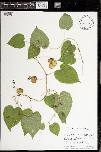 Dioscorea villosa image