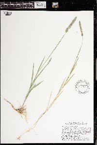Muhlenbergia glomerata image