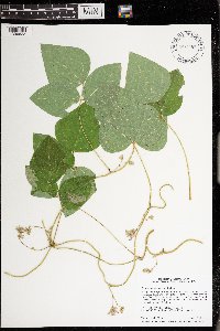 Amphicarpaea bracteata image