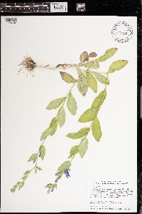 Lobelia siphilitica image