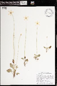 Parnassia glauca image