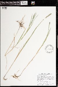 Muhlenbergia glomerata image