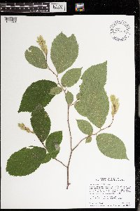 Ostrya virginiana image