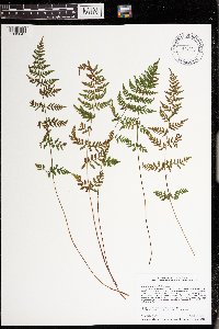 Cystopteris tenuis image