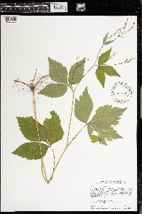 Cryptotaenia canadensis image