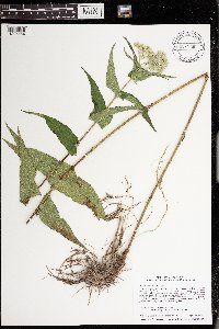 Eupatorium perfoliatum image