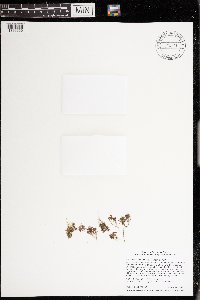 Azolla mexicana image