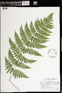 Dryopteris intermedia image