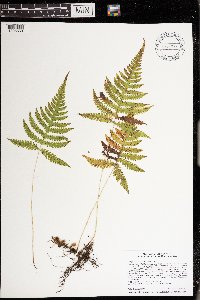 Phegopteris connectilis image