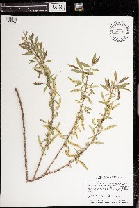 Salix nigra image