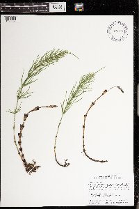 Equisetum arvense image