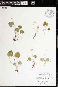 Viola minuscula image