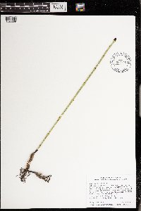 Equisetum laevigatum image