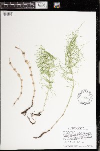 Equisetum pratense image