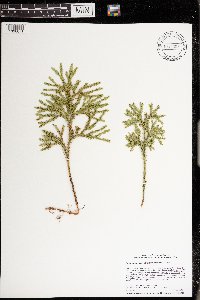Dendrolycopodium dendroideum image