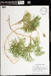 Diphasiastrum complanatum image