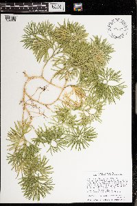 Diphasiastrum digitatum image