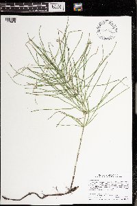 Equisetum arvense image