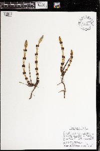 Equisetum arvense image