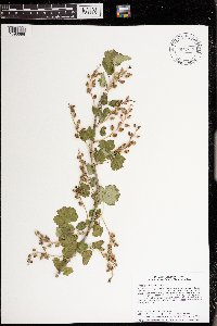 Ribes glandulosum image