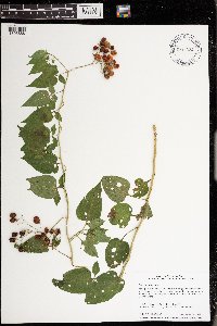 Solanum dulcamara image