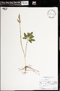 Sceptridium oneidense image