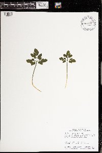 Sceptridium oneidense image