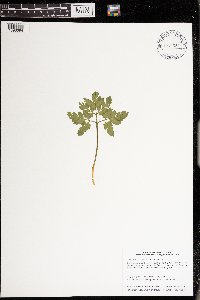 Sceptridium oneidense image